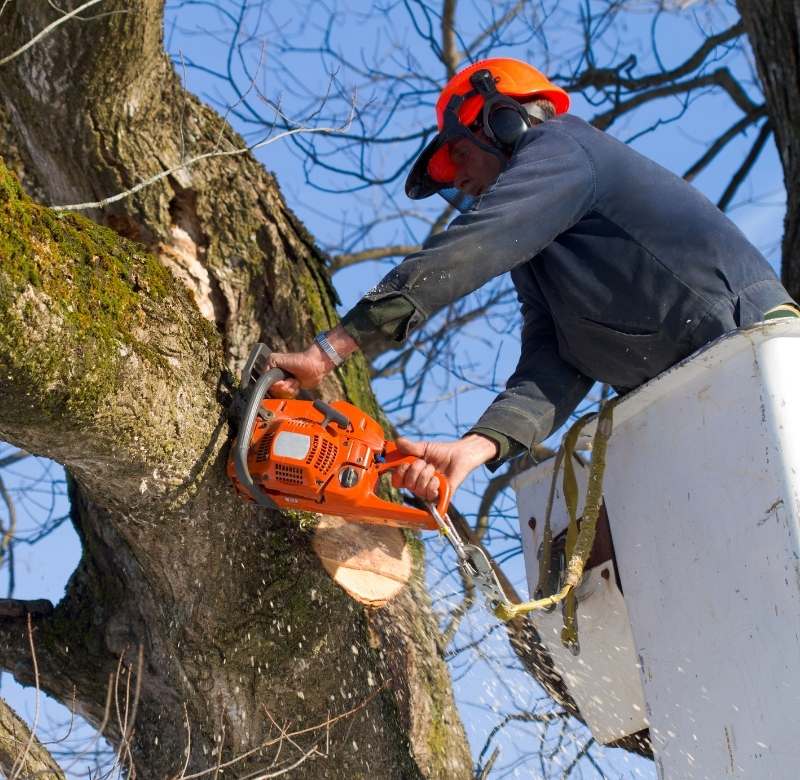 Commercial Tree Care Image