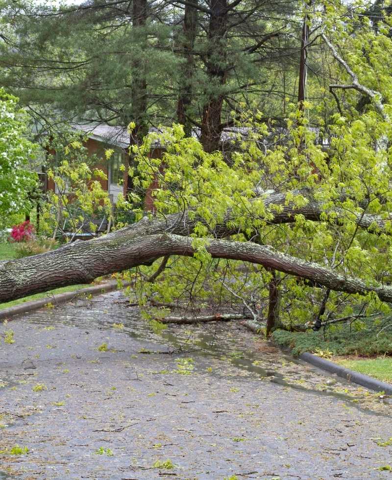 Emergency Tree Services Image