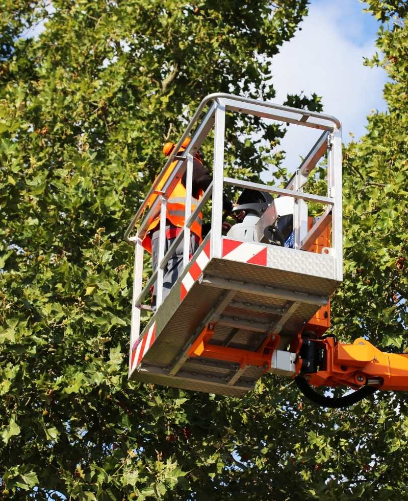 Residential Tree Care Image