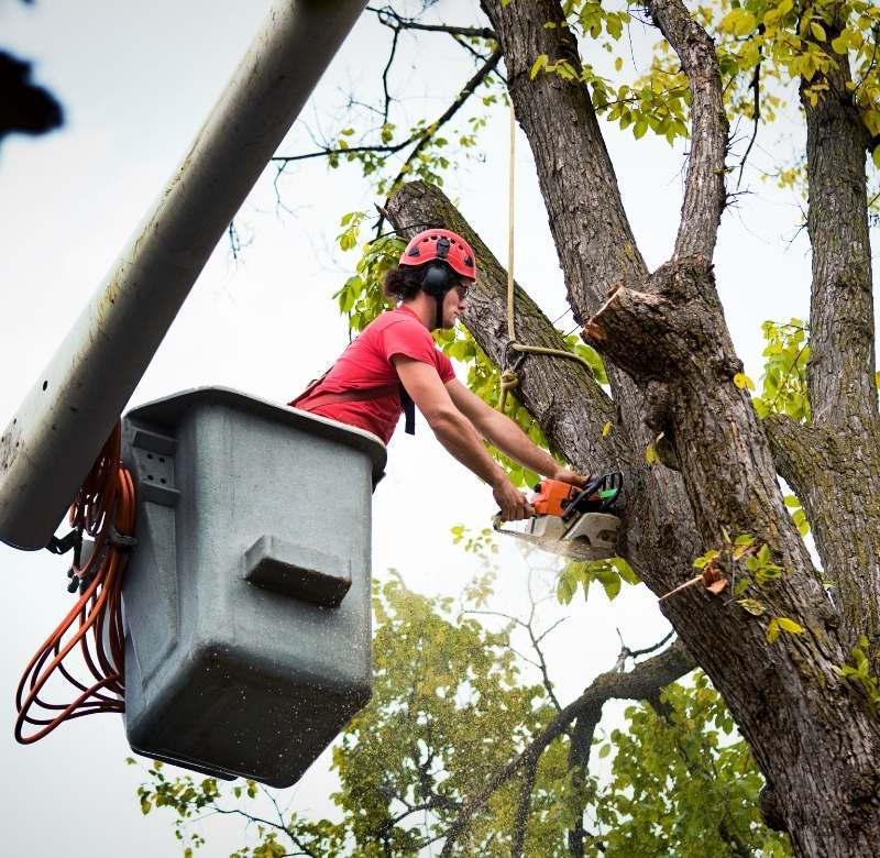 Residential Tree Care Image