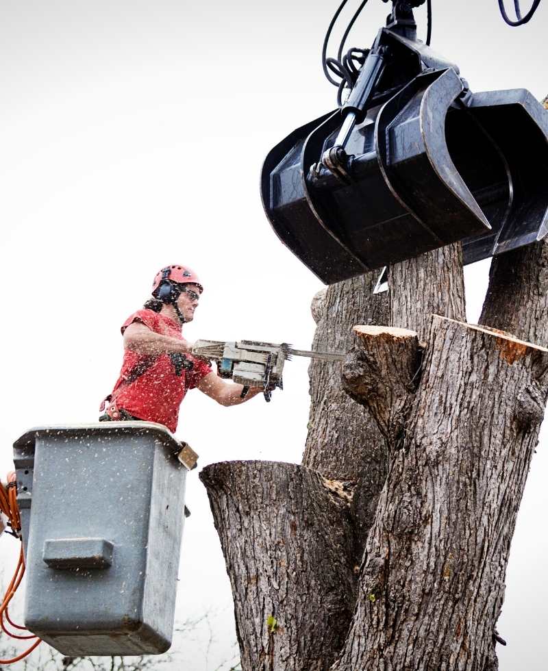 Tree Removal Image