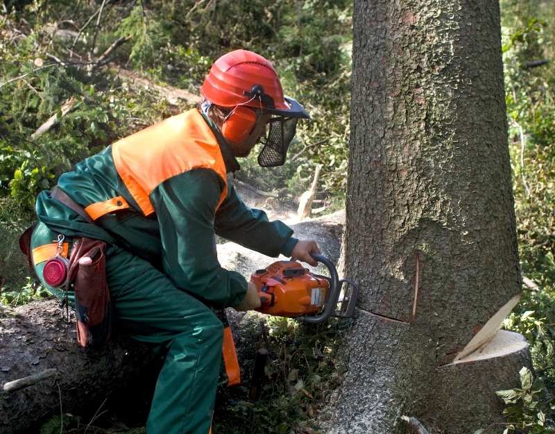 Tree Removal Image